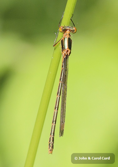 J01_3383 Lestes sponsa female.JPG